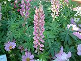 Lupins Russell_2